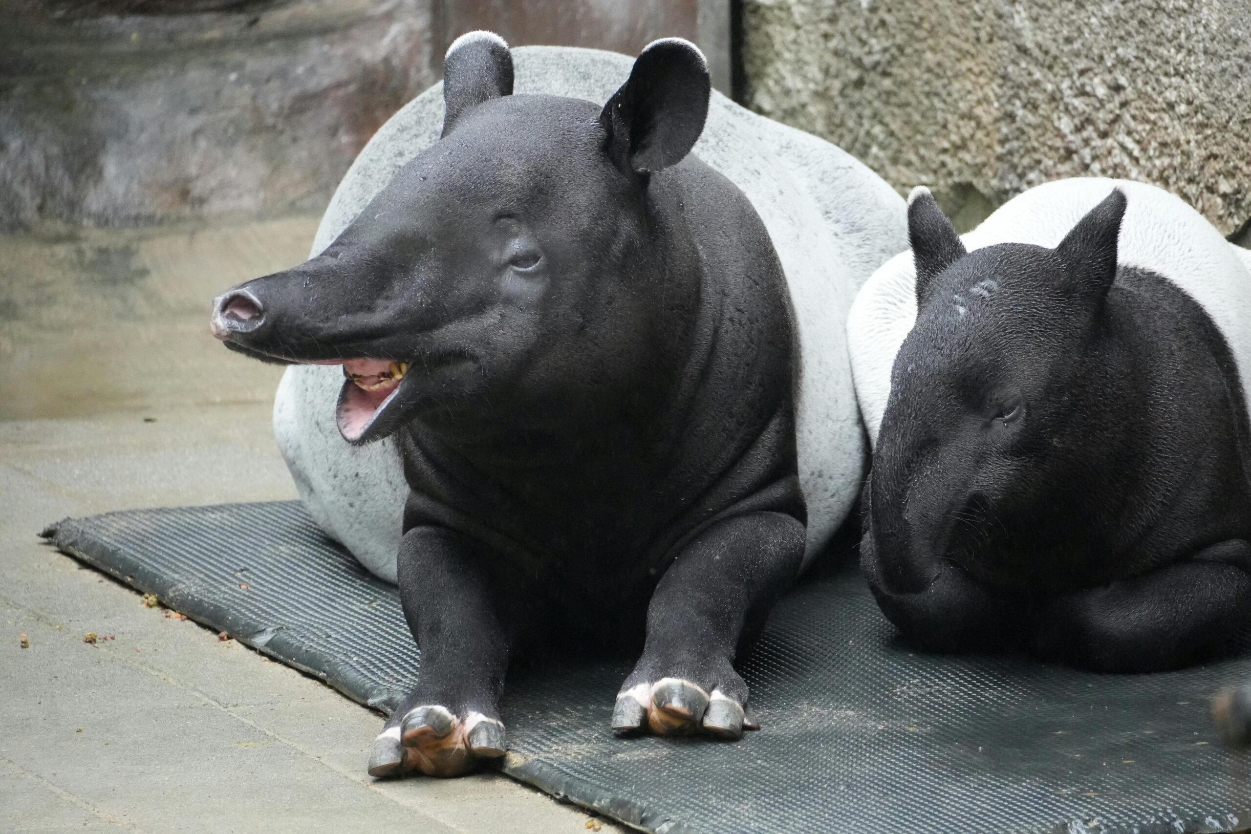 一人旅のための保険、あなたの最も信頼できるガイド